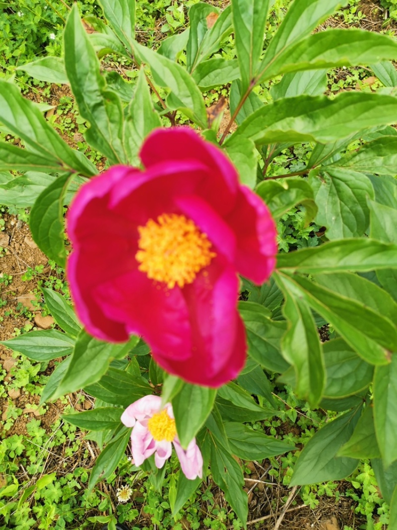 大量赤芍出售，基地直售