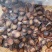 吉林正宗鹿茸腊片腊片各种等级全腊片优质鹿茸片血片