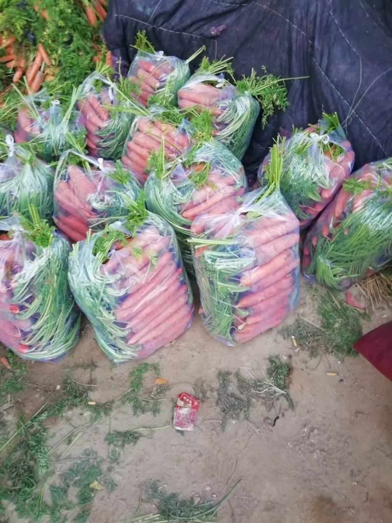 河南开封纯沙地三红萝卜，大量有货，需要的客户联系，