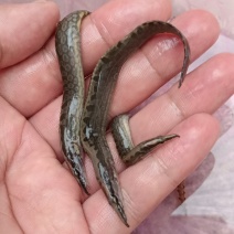 良种刀鳅苗，苗场直供量大价优，专用水车包送到塘口。。。