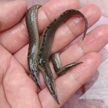 良种刀鳅苗，苗场直供量大价优，专用水车包送到塘口。。。