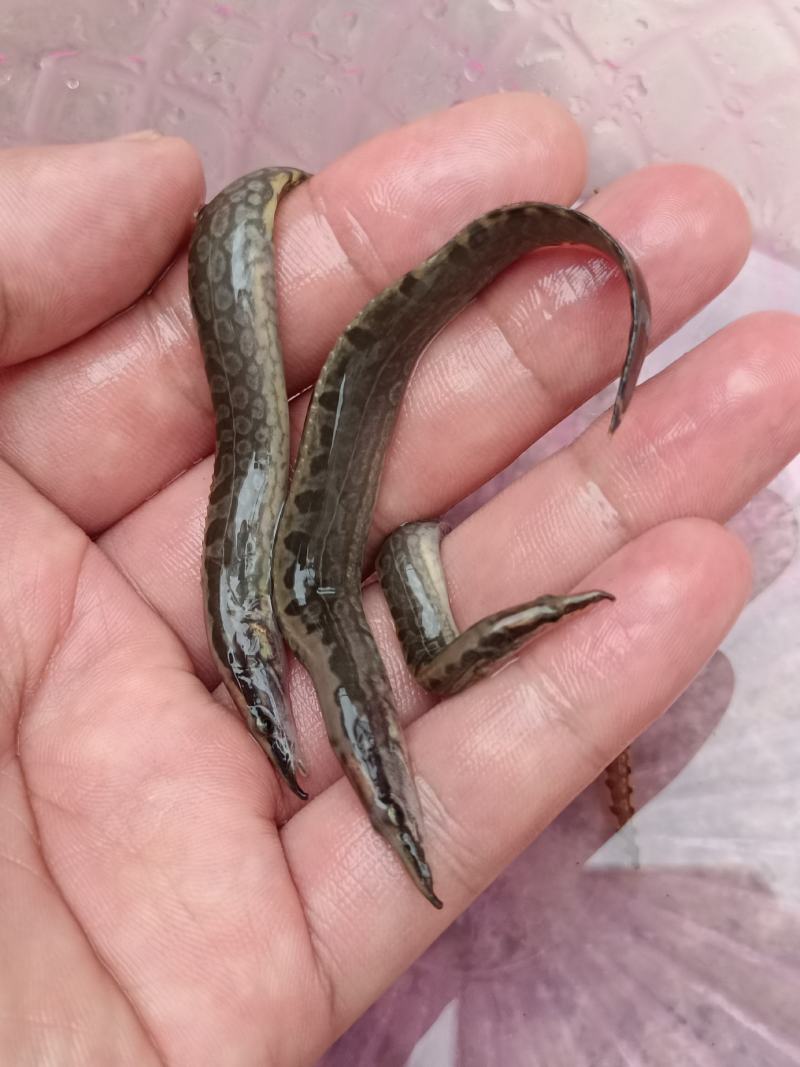 良种刀鳅苗，苗场直供量大价优，专用水车包送到塘口。。。