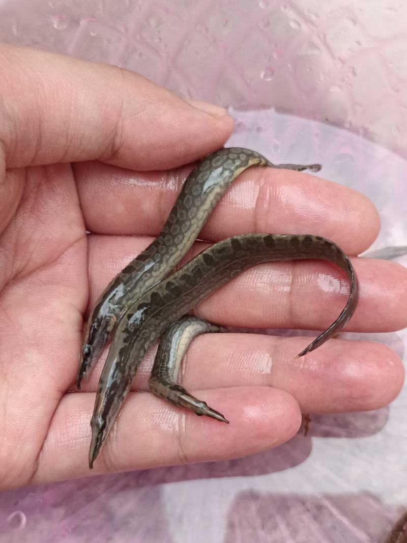 良种刀鳅苗，苗场直供量大价优，专用水车包送到塘口。。。