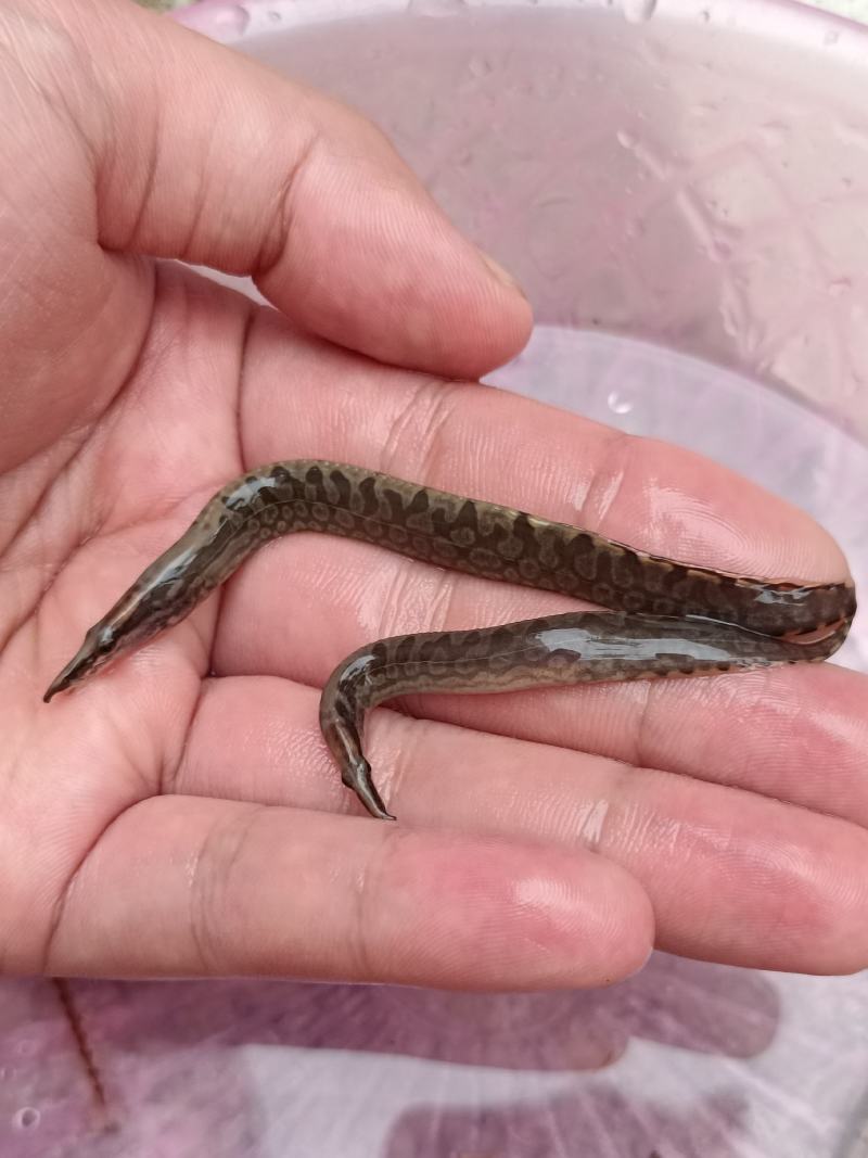良种刀鳅苗，苗场直供量大价优，专用水车包送到塘口。。。