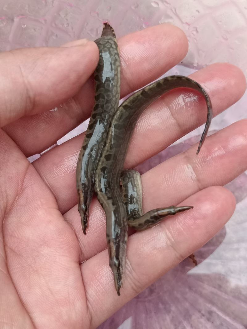 良种刀鳅苗，苗场直供量大价优，专用水车包送到塘口。。。