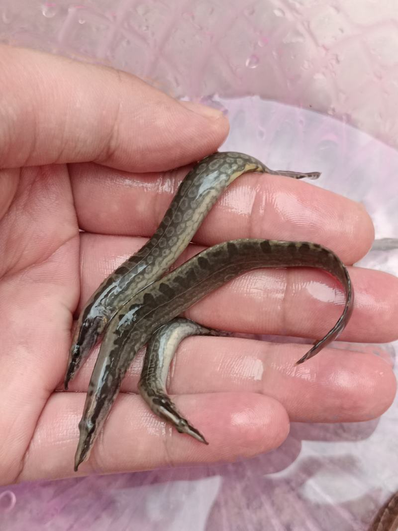 良种刀鳅苗，苗场直供量大价优，专用水车包送到塘口。。。