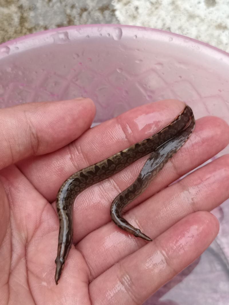 良种刀鳅苗，苗场直供量大价优，专用水车包送到塘口。。。