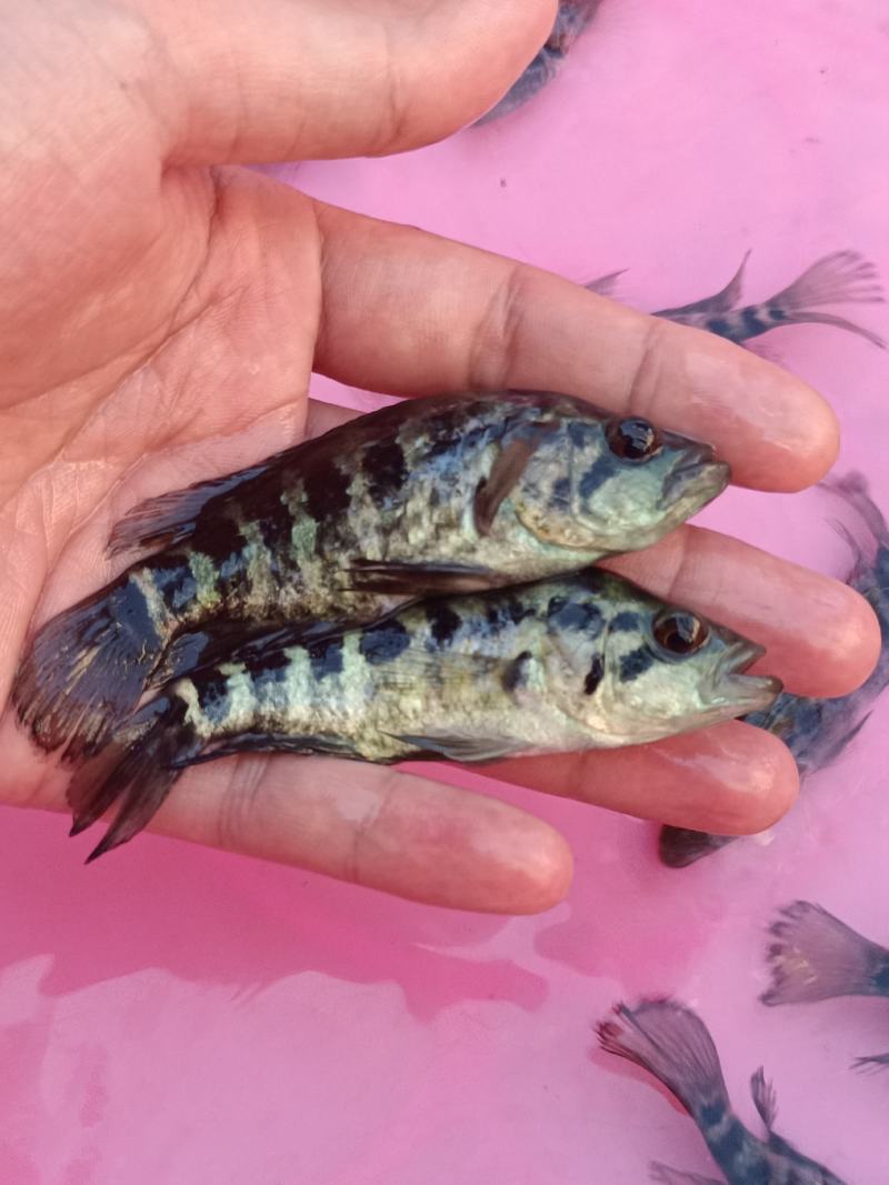 优质淡水石斑鱼苗，苗场直供量大价优专用水车包送到塘口。。