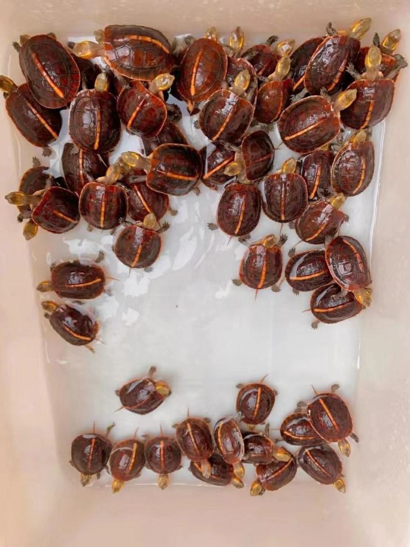 精品缘龟，纯种安，皖南品种，缘龟苗，纯安，缘龟苗