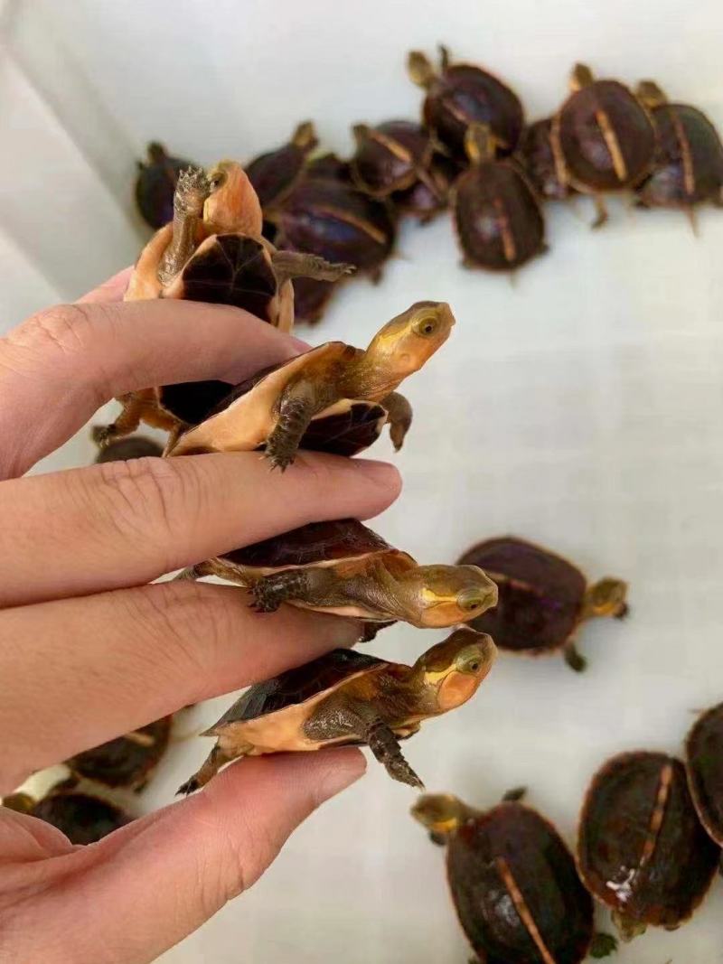 精品缘龟，纯种安，皖南品种，缘龟苗，纯安，缘龟苗