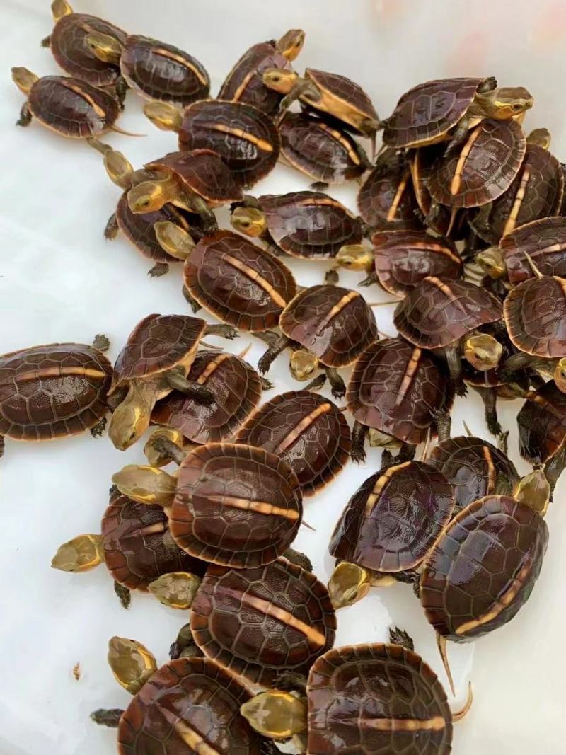精品缘龟，纯种安，皖南品种，缘龟苗，纯安，缘龟苗