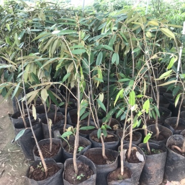 榴莲果树苗泰国金枕头猫山王榴莲苗带土带叶发货南方种植
