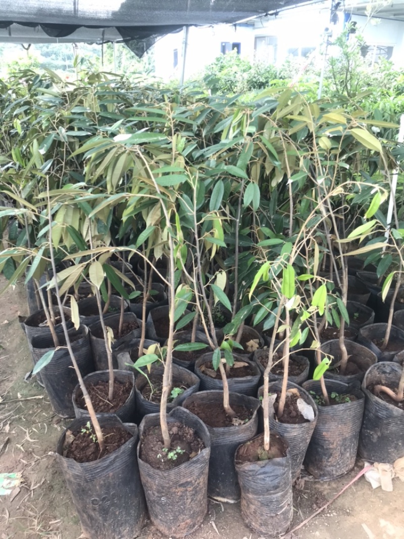 榴莲果树苗泰国金枕头猫山王榴莲苗带土带叶发货南方种植