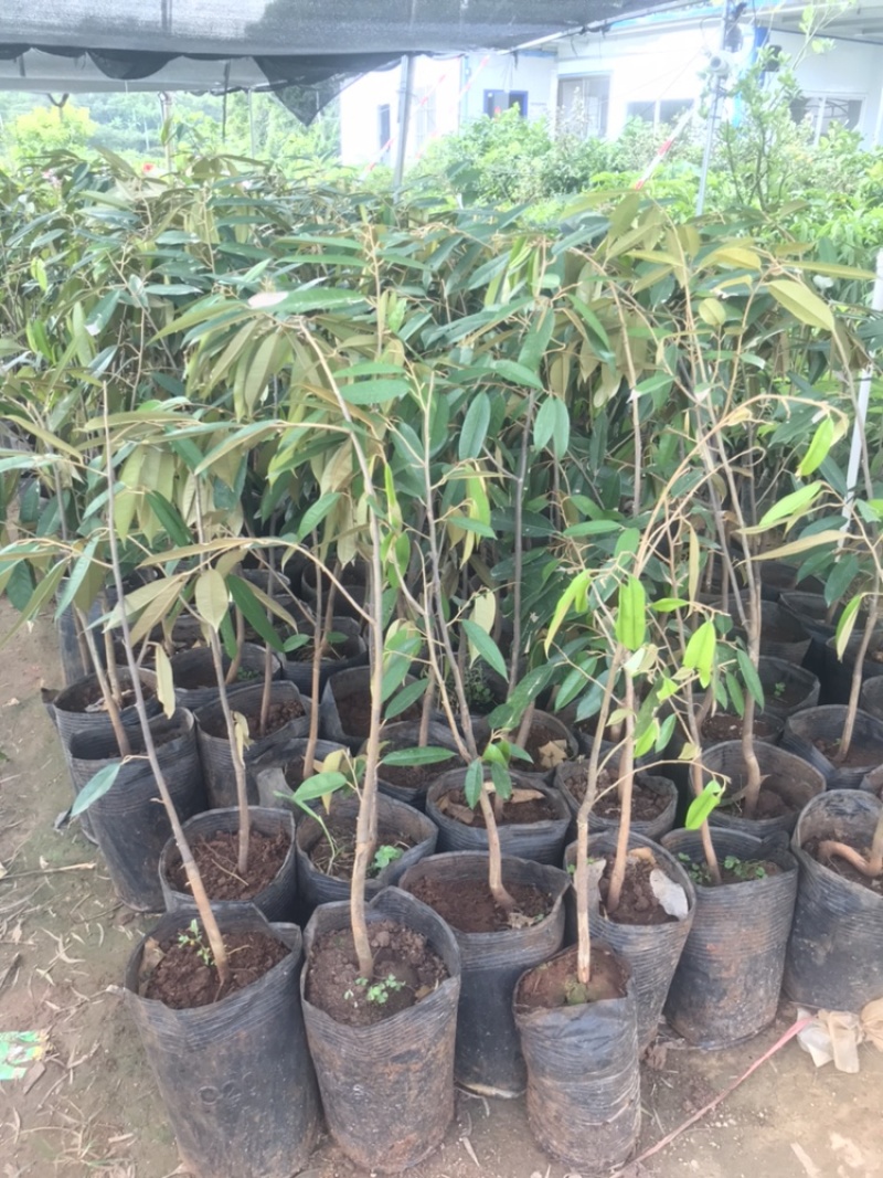 榴莲果树苗泰国金枕头猫山王榴莲苗带土带叶发货南方种植