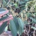 榴莲果树苗泰国金枕头猫山王榴莲苗带土带叶发货南方种植