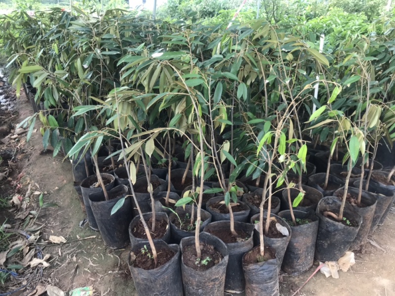 榴莲果树苗泰国金枕头猫山王榴莲苗带土带叶发货南方种植
