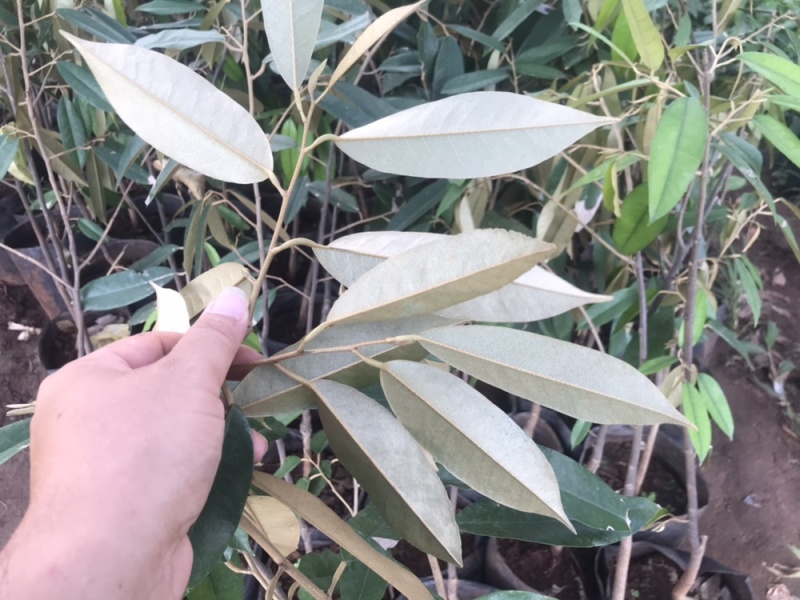 榴莲果树苗泰国金枕头猫山王榴莲苗带土带叶发货南方种植
