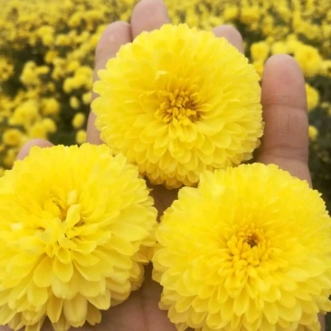 婺源皇菊花茶产地直销批发一手货源常年供应