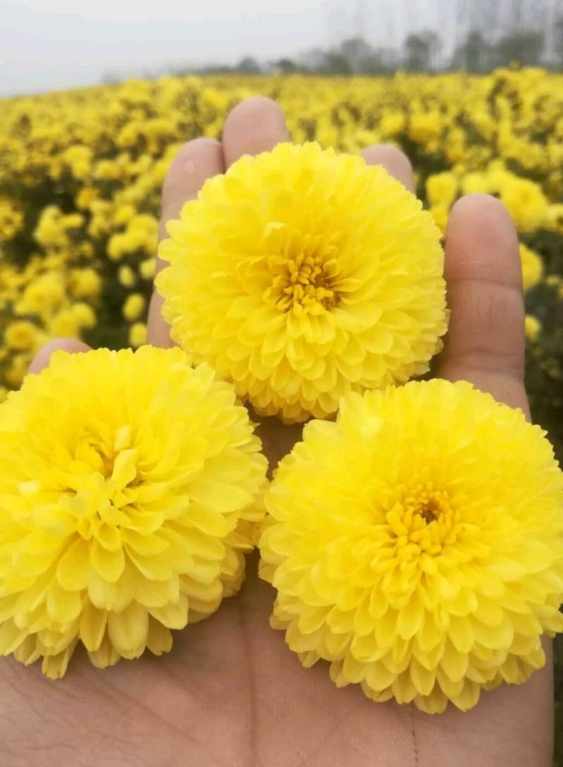 婺源皇菊花茶产地直销批发一手货源常年供应