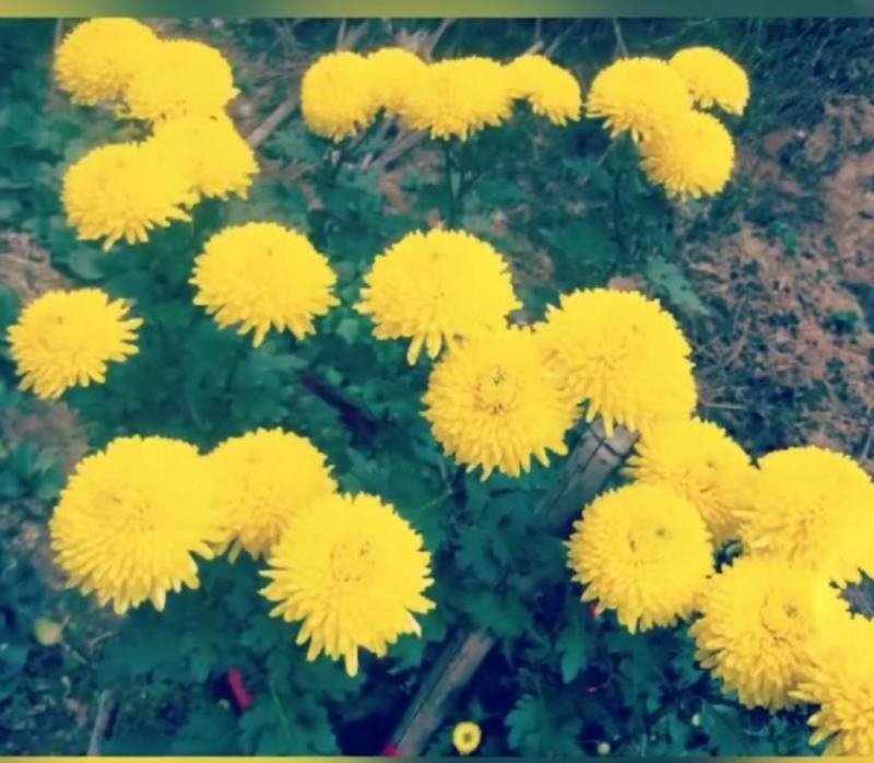 婺源皇菊花茶产地直销批发一手货源常年供应