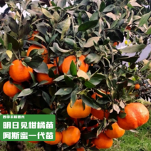 【新品种不裂果】明日见柑橘苗阿斯密柑橘苗/纯正指导种植