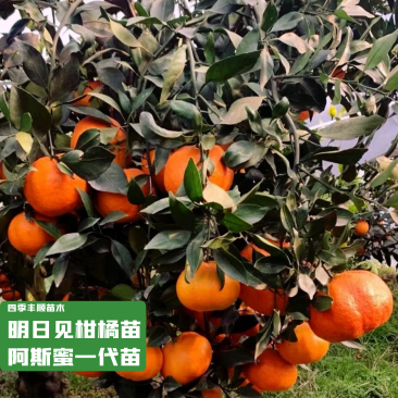 【新品种不裂果】明日见柑橘苗阿斯密柑橘苗/纯正指导种植