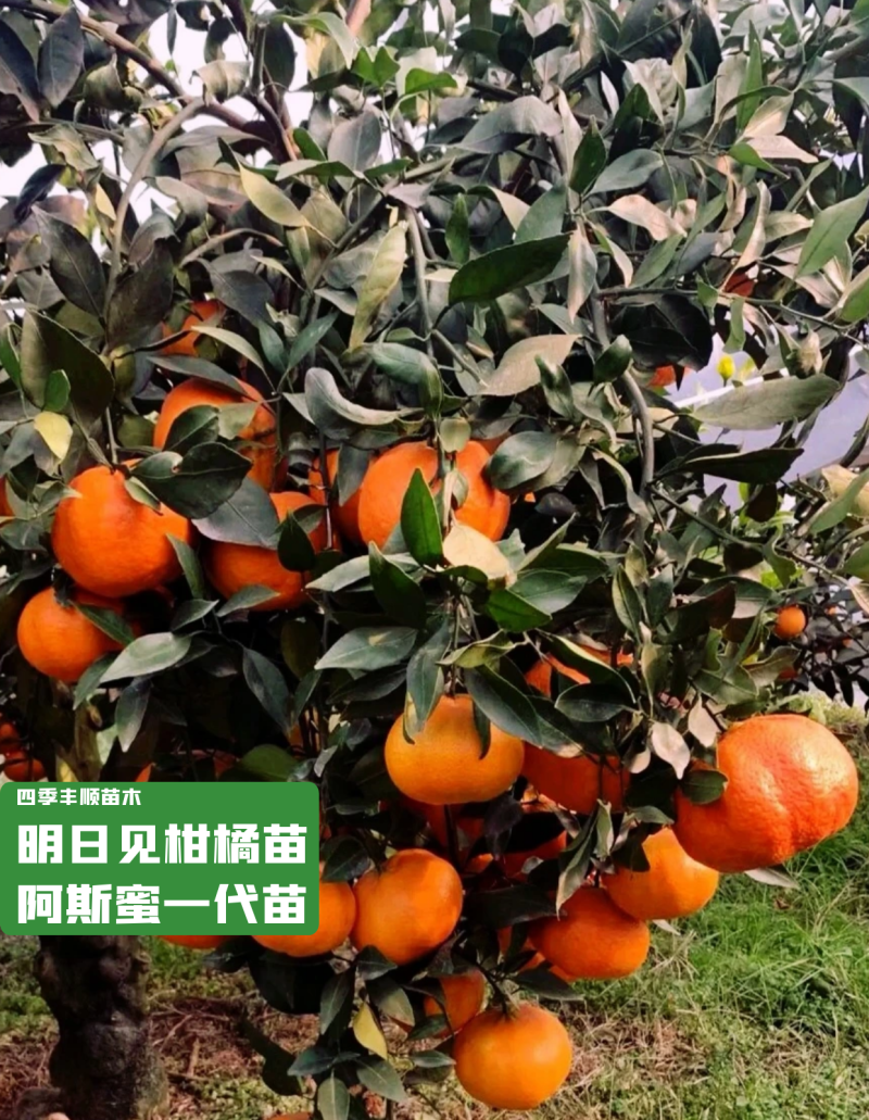 【新品种不裂果】明日见柑橘苗阿斯密柑橘苗/纯正指导种植