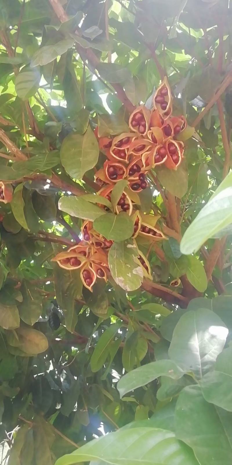 凤眼果当季鲜果大量有货