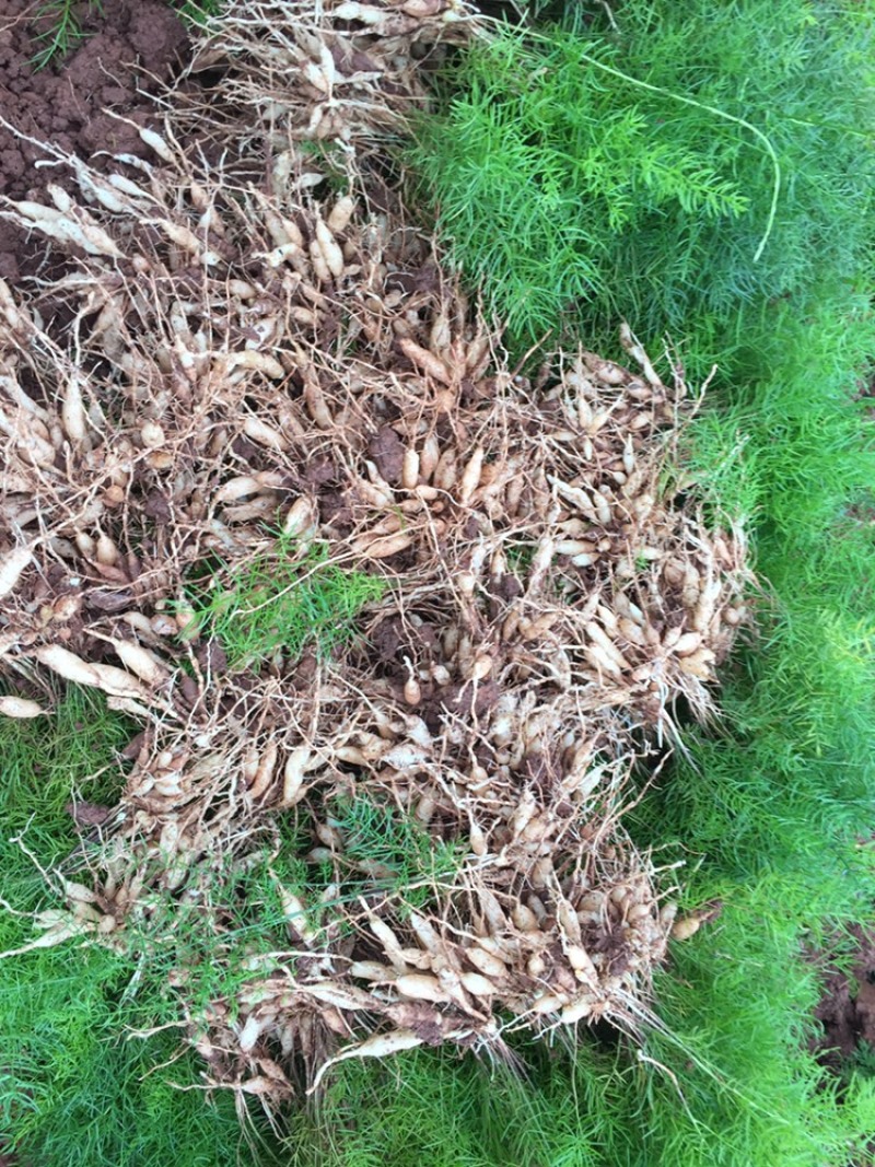 中药材天冬苗基地一手货源…………………………