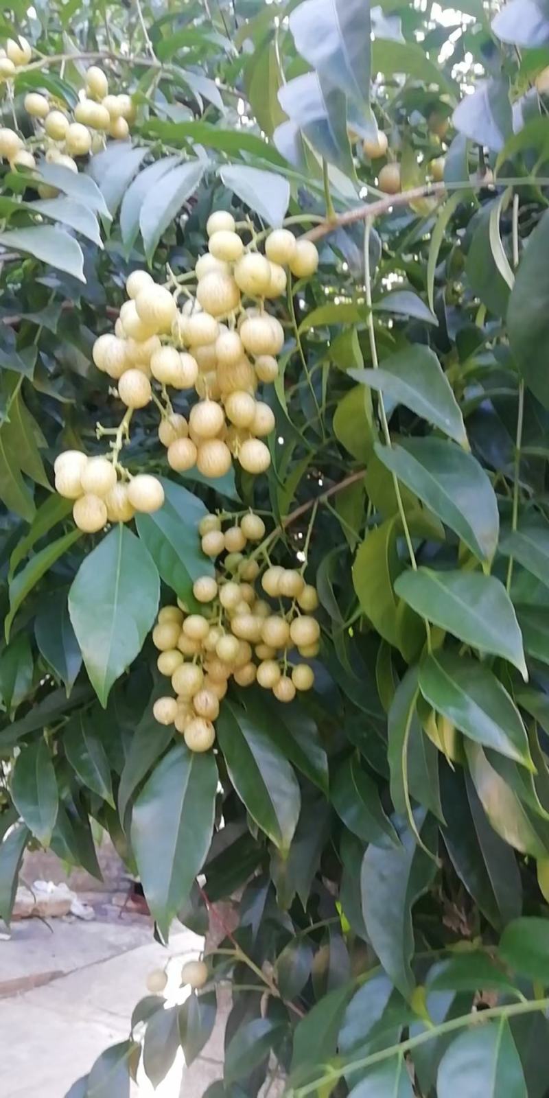 鸡皮果，山黄皮鲜果当季大量有货