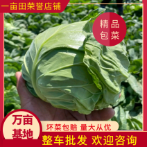 甘肃定西圆包菜大量上市产地直发欢迎各位老板前来选购