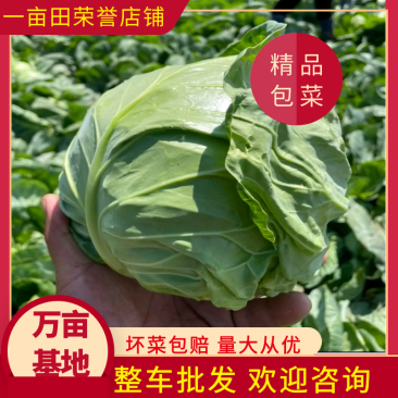 甘肃定西圆包菜大量上市产地直发欢迎各位老板前来选购