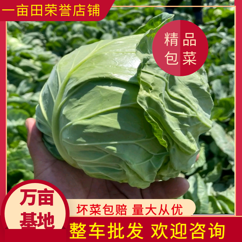 甘肃定西圆包菜大量上市产地直发欢迎各位老板前来选购
