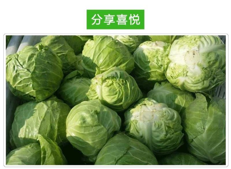 甘肃定西圆包菜大量上市产地直发欢迎各位老板前来选购