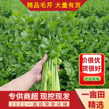 精品芹菜一手货源大量供应中产地直发欢迎来电