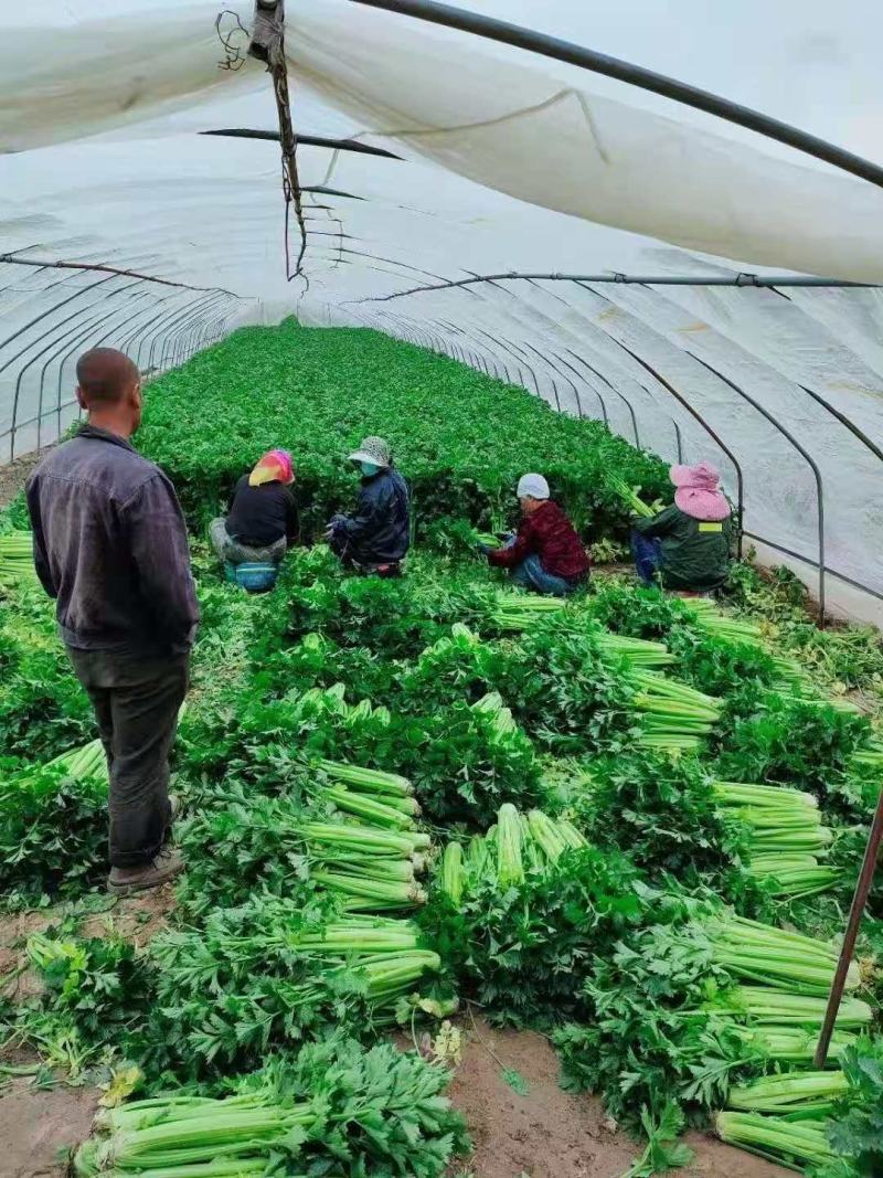 精品芹菜一手货源大量供应中产地直发欢迎来电