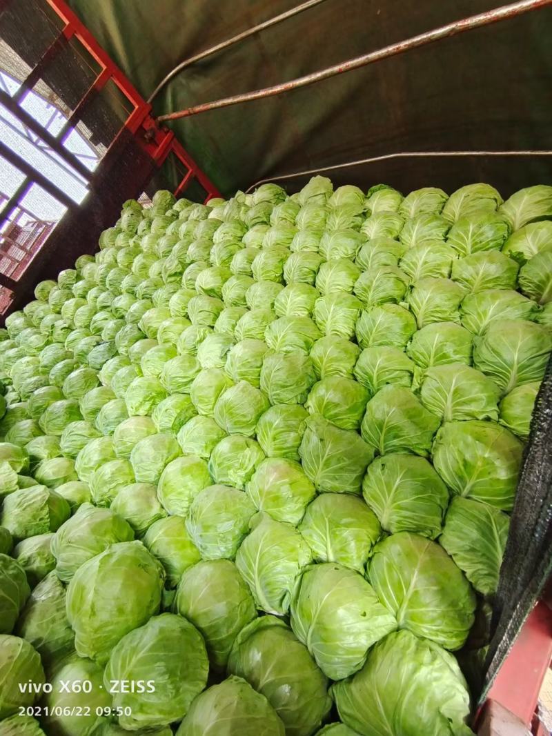 河北甘蓝圆包菜颜色鲜绿菜宣产地直发保质保量！