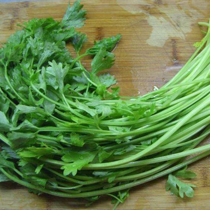 甘肃定西毛芹香芹大量上市一手货源现挖现发欢迎咨询
