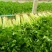 甘肃定西毛芹香芹大量上市一手货源现挖现发欢迎咨询