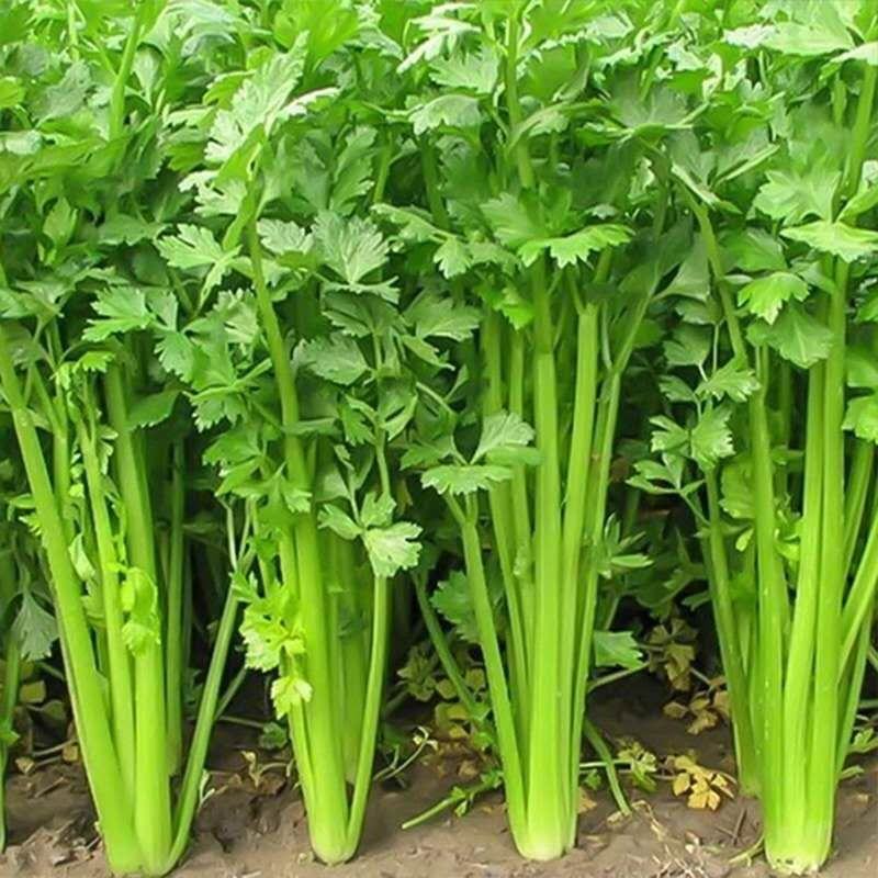 甘肃定西毛芹香芹大量上市一手货源现挖现发欢迎咨询