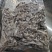 陈皮黑糖姜黑糖姜块可零食吃或者冲泡水喝