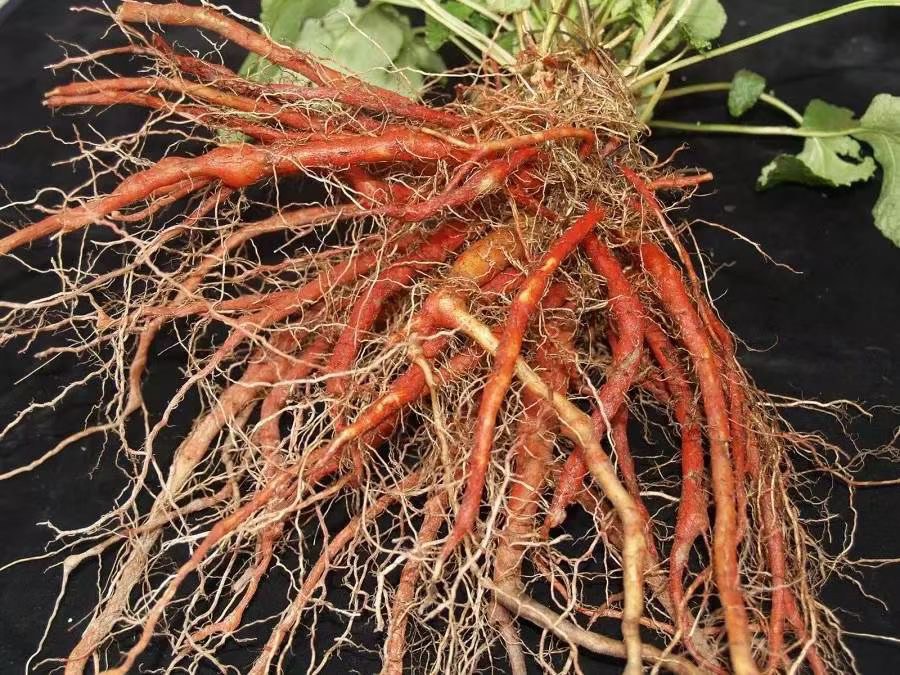 水培西红柿的营养液循环系统示意图