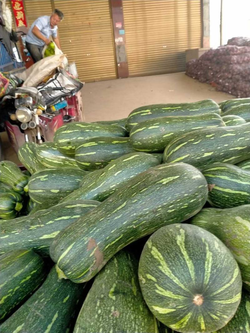河南新野！瓠瓜-或统称牛腿瓜大量现货基地直供