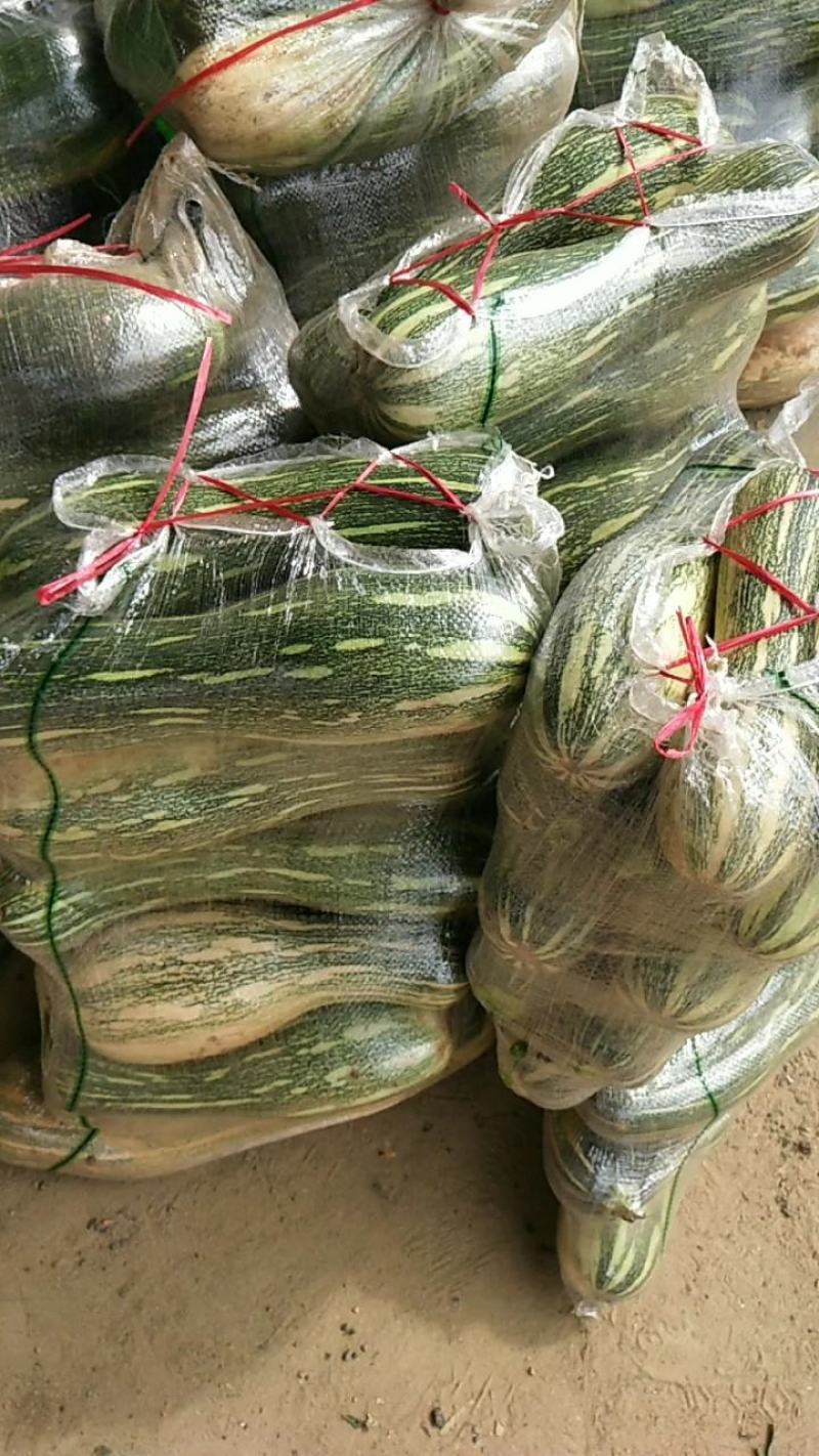 河南新野！瓠瓜-或统称牛腿瓜大量现货基地直供