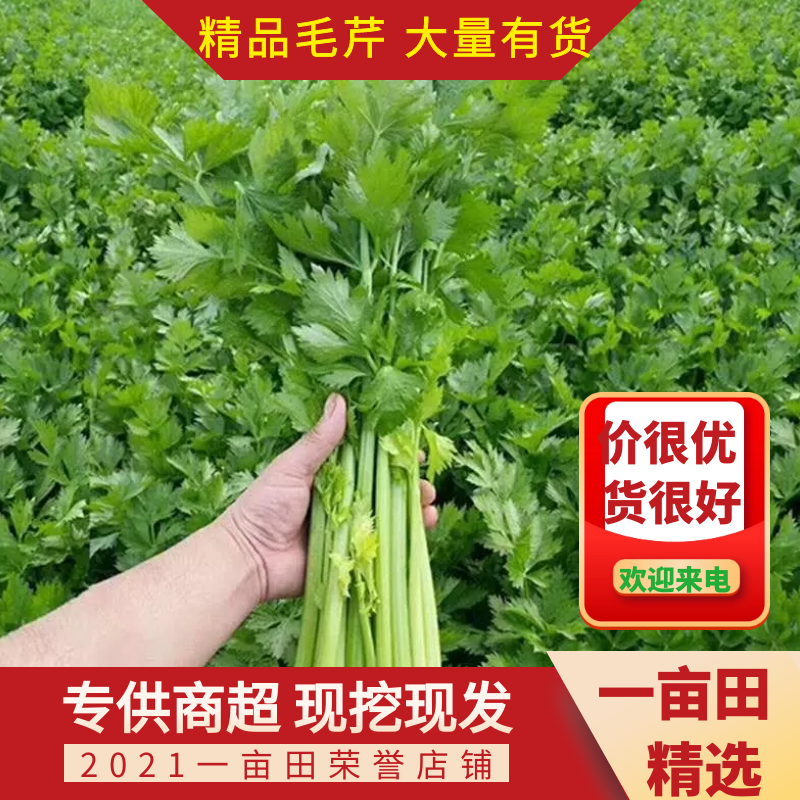 甘肃定西芹菜大量上市产地直发量大从优欢迎致电