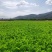 甘肃定西芹菜大量上市产地直发量大从优欢迎致电