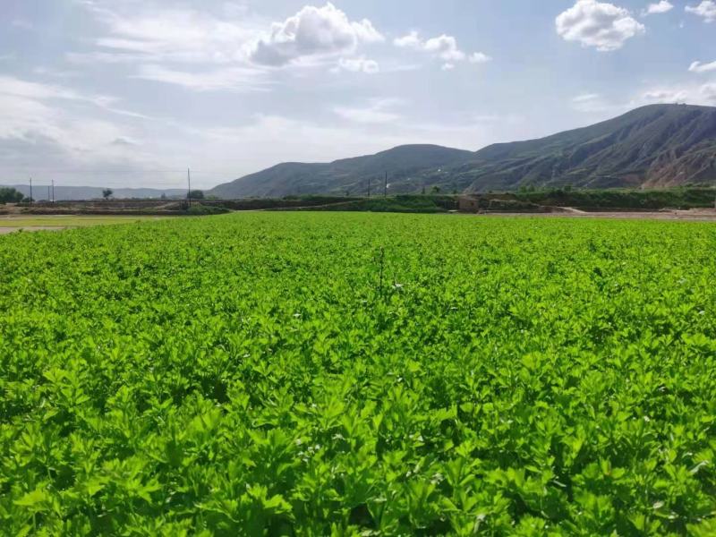甘肃定西芹菜大量上市产地直发量大从优欢迎致电