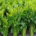 芹菜大量上市全国供应现挖现发量大从优支持视频看货