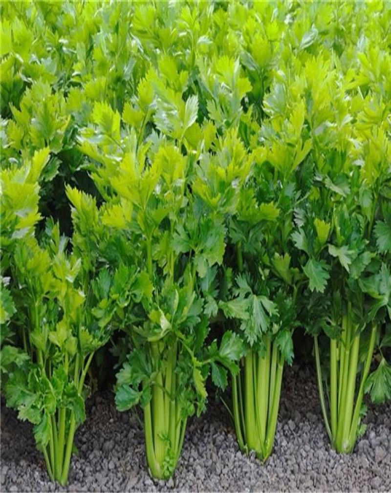芹菜大量上市全国供应现挖现发量大从优支持视频看货