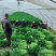 芹菜大量上市全国供应现挖现发量大从优支持视频看货